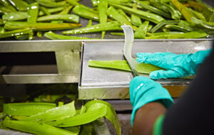 bienfaits de l'aloe vera en hiver