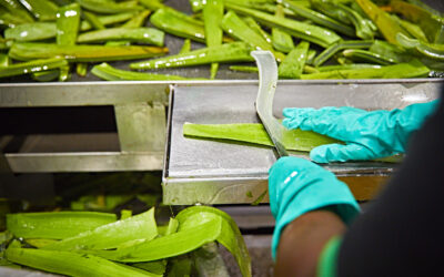 bienfaits de l'aloe vera en hiver